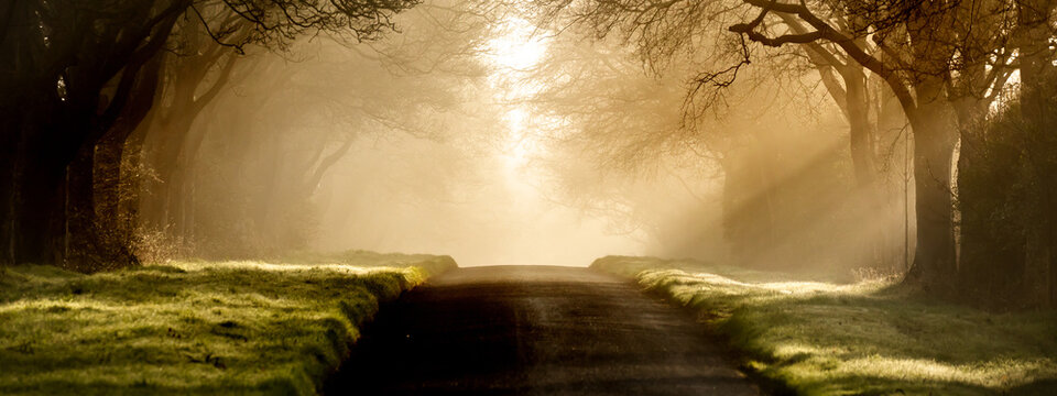 Empty misty road through the forest at dawn with sunbeams