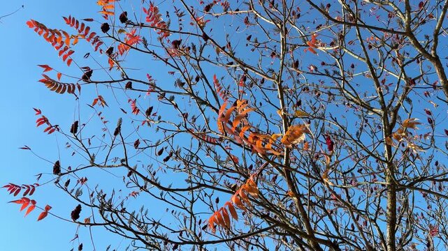 Last autumn leaves on staghorn sumac tree against sky.