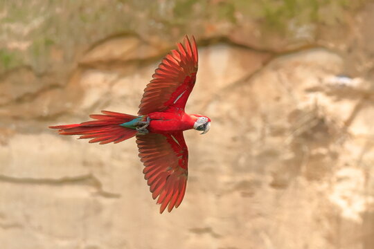 Red and Green Macaw, Ara chloropterus, Parque Nacional Madidi, Bolivie