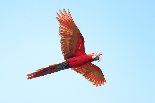 Red and Green Macaw, Ara chloropterus, Parque Nacional Madidi, Bolivie
