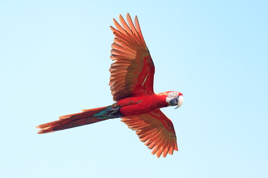 Red and Green Macaw, Ara chloropterus, Parque Nacional Madidi, Bolivie