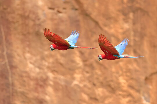 Red and Green Macaw, Ara chloropterus, Parque Nacional Madidi, Bolivie