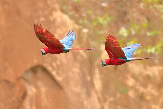 Red and Green Macaw, Ara chloropterus, Parque Nacional Madidi, Bolivie