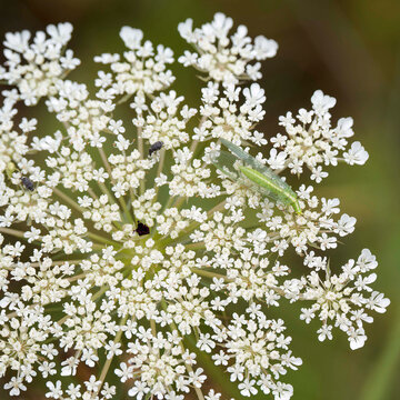 Chrysoperla carnea - Chrysope verte ou demoiselle aux yeux d'or pos&eacute;e, insecte n&eacute;vropt&egrave;re se nourrissant sur une fleur de carotte sauvage (Daucus carota).

