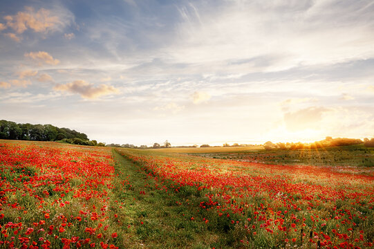 Beautlful poppy field at sunrise with a path through the middle