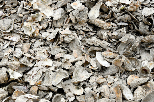 Background is a Huge Pile of Oyster Shells