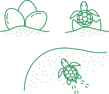 Celebrating turtle day adorable turtle sketches depicting hatchlings and ocean life