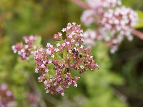 Philanthus triangulum - Un philanthe apivore, gu&ecirc;pe fouisseuse au corps &agrave; bandes jaune et noires, grosse t&ecirc;te et antennes courtes butinant sur une fleur d'origan commun (Origanum vulgare). 
