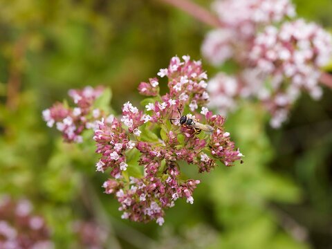 Un philanthe apivore (Philanthus triangulum), gu&ecirc;pe solitaire &agrave; bandes noires et jaunes en forme de triangle, pr&eacute;datrice d'abeilles pour nourrir ses larves mais aussi butinant du nectar et pollen
