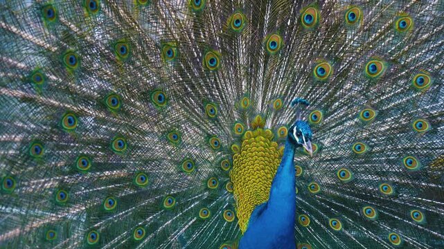 Portrait of beautiful peacock with feathers out. Video.