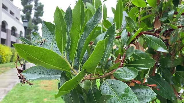 Close-up of wet Bay Laurel branches under rain. Cinematic camera movement reveals a green lawn, sidewalk, building, and a street lamp on a cloudy day. Atmospheric rainy weather in a town.