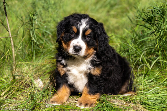 A charming Bernese Mountain Dog puppy sits in the grass with a tilted head. Small fluffy pet looks at the camera during a summer walk