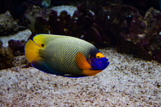 Poisson ange color&eacute; en aquarium r&eacute;cifal, beaut&eacute; tropicale et coraux marins
