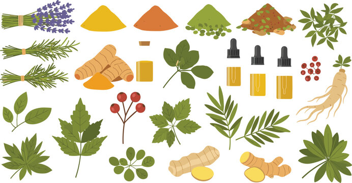 Herbal medicine vector set with leaves roots powders essential oils and natural ingredients botanical collection isolated on white background