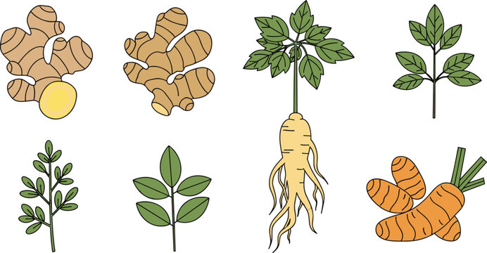 Herbal roots and plants vector set with ginger ginseng carrot and green leaves botanical natural illustration isolated on white background