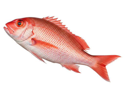 Fresh whole red snapper fish isolated on transparent background