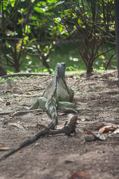 La iguana est&aacute; descansando en la sombra de los &aacute;rboles