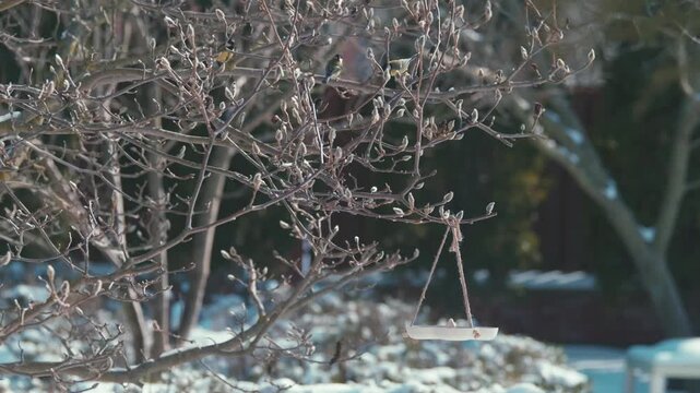 Small birds gather at a winter feeder amidst bare branches and snow