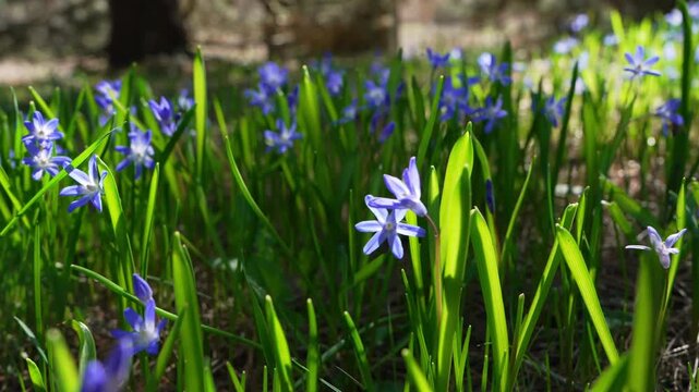 Blue squill flowers blooming in early spring. Nature awakening, growth, ecology and seasonal change concept