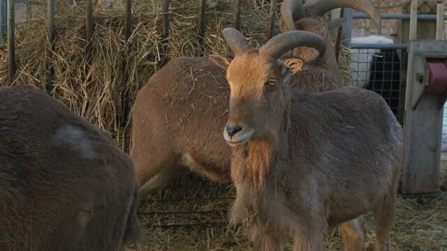Herd of Barbary sheep with impressive curved horns in a farm enclosure