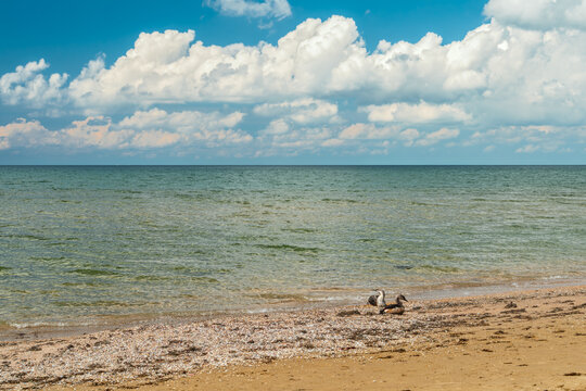 pair of seabirds resting on the seashore after a night storm, copy space for a text dedicated to the tragedy of sea animals, environmental tragedy, oil spill and environmental pollution