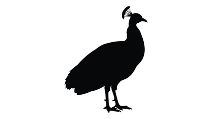 Fototapeta premium Silhouette of a peacock standing in profile against a white background