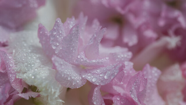dew drops on pink and white sakura petals, spring macro seamless background