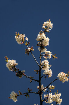 Cherry blossom against a blue sky