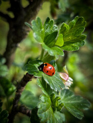 ladybug on a leaf © MacroTale