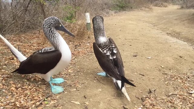 Two blue footed boobies showing their breedings dance