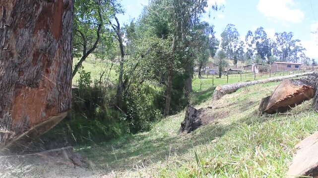 A large eucalyptic tree is being felled and falls down with a bounce