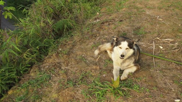 A husky dog lying in the grass enjoying the sun with his eyes closed