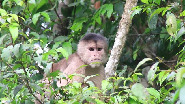 Wild and angry capuchin monkey, Cebus albifrons, sitting half hidden behind leaves and showing his teeth