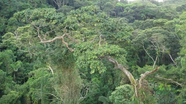 Drone shot that turns around a tropical hardwood tree with tree crown that is shaped in a beautiful waved manner