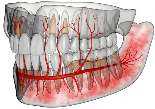 Illustration of a lower jaw with teeth and blood vessels showing dental anatomy and circulation