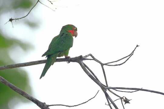 White-eyed parakeet, Psittacara leucophthalmus, Parque Nacional Madidi, Bolivia