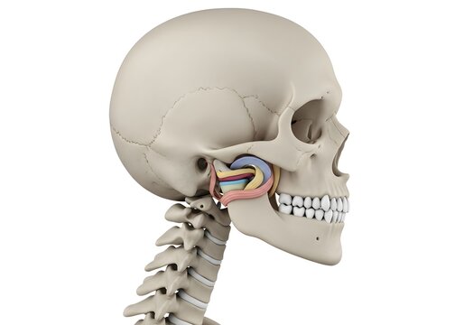 Anatomical illustration showcasing the temporomandibular joint and skeletal structure of the head