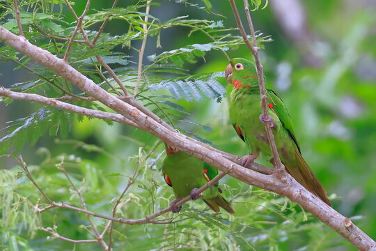 White-eyed parakeet, Psittacara leucophthalmus, Parque Nacional Madidi, Bolivia
