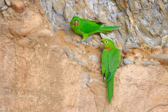 White-eyed parakeet, Psittacara leucophthalmus, Parque Nacional Madidi, Bolivia