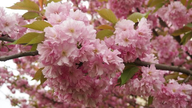 Prunus Kanzan, serrulata lannesiana Cerasus Sato-zakura Sekiyama Koidz, Kwanzan or Sekiyama is flowering cherry cultivar. Deciduous tree, pink flowers. April in Serbia. Double flower with many petals.