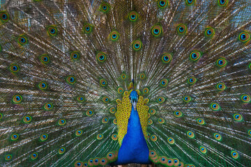 Obraz premium Portrait of beautiful peacock with feathers out.