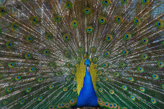 Portrait of beautiful peacock with feathers out.