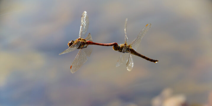 Paarungsflug der blutroten Heidelibelle  &uuml;ber dem Naturteich