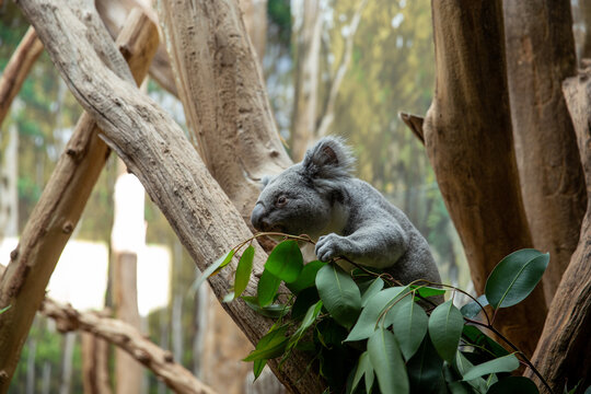 Koala frisst Eukalyptusbl&auml;tter auf einem Ast in nat&uuml;rlicher Umgebung