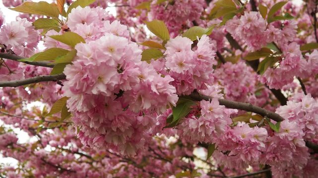 Prunus Kanzan, serrulata lannesiana Cerasus Sato-zakura Sekiyama Koidz, Kwanzan or Sekiyama is flowering cherry cultivar. Deciduous tree, pink flowers. April in Serbia. Double flower with many petals.