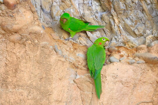White-eyed parakeet, Psittacara leucophthalmus, Parque Nacional Madidi, Bolivia