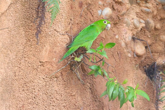 White-eyed parakeet, Psittacara leucophthalmus, Parque Nacional Madidi, Bolivia