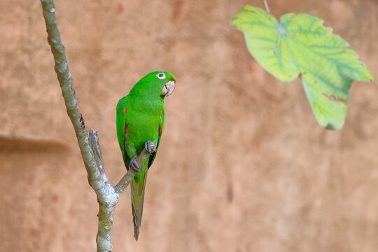 White-eyed parakeet, Psittacara leucophthalmus, Parque Nacional Madidi, Bolivia