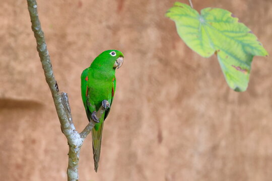 White-eyed parakeet, Psittacara leucophthalmus, Parque Nacional Madidi, Bolivia