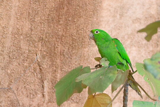 White-eyed parakeet, Psittacara leucophthalmus, Parque Nacional Madidi, Bolivia